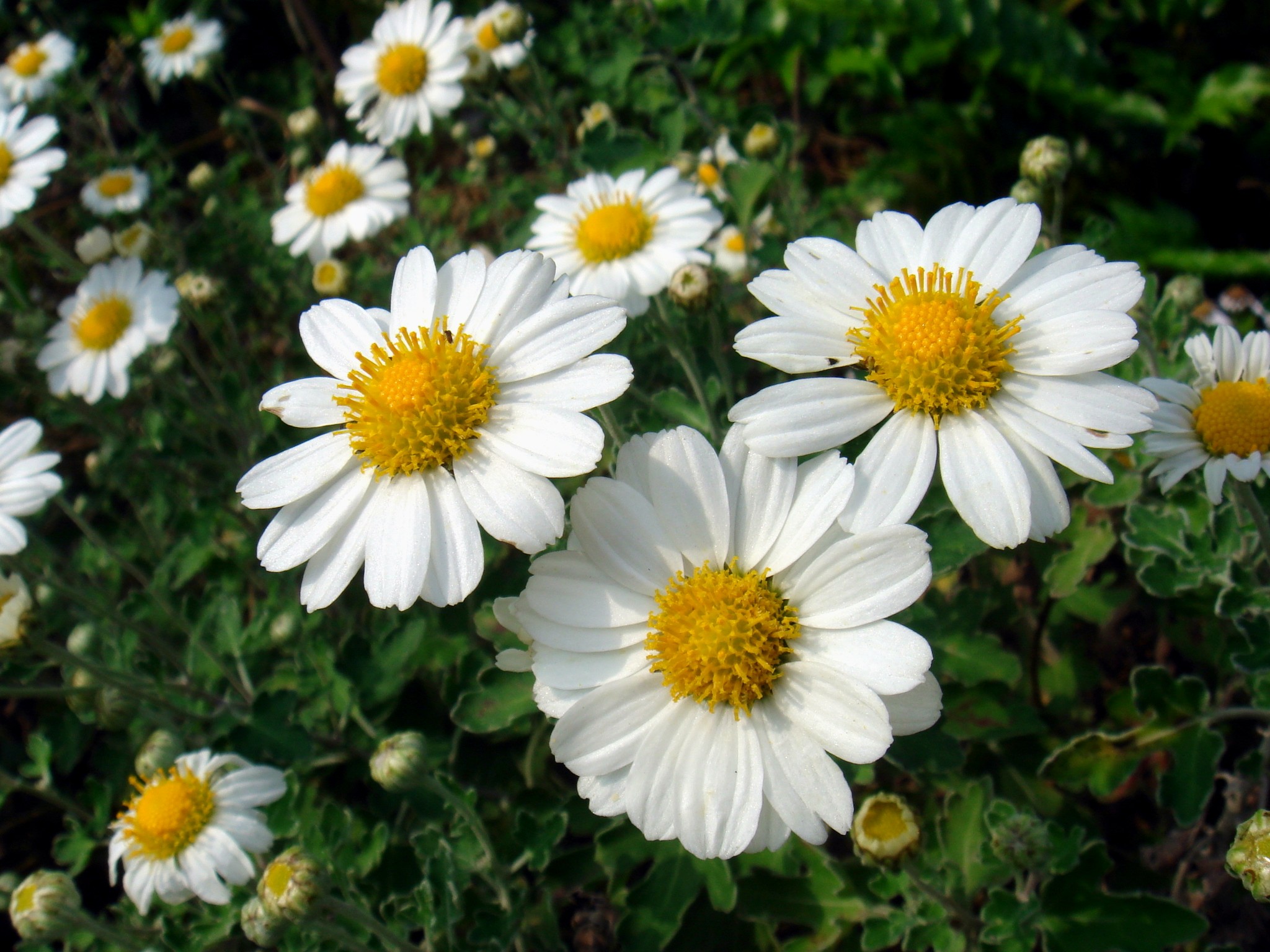 Chrysanthemum_makinoi